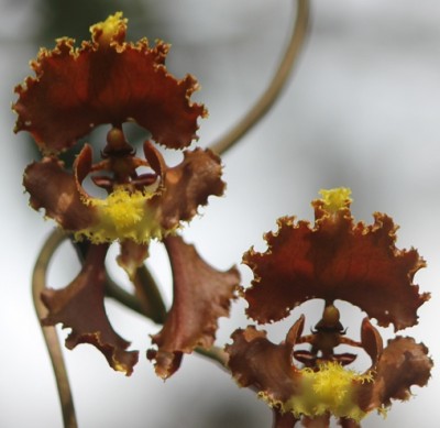 1. Orchidee von Mindo, IMG_1831.JPG
