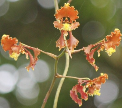 1. Orchidee von Mindo, IMG_1829.JPG