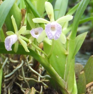 9. Orchidee von Mindo, DSCF1322.JPG