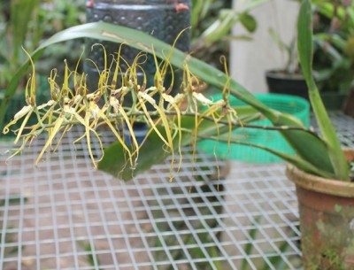 13. Orchidee von Mindo, IMG_2386.JPG