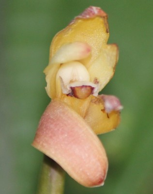 33. Orchidee von Mindo, IMG_2361.JPG