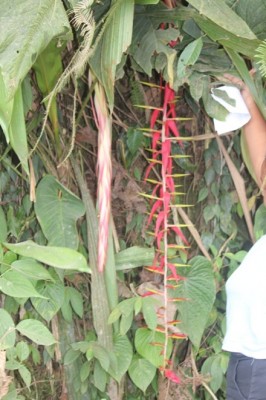 10. Unbekannte Bromeliacea von Ecuador, IMG_3748.JPG