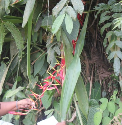 10. Unbekannte Bromeliacea von Ecuador, IMG_3745.JPG