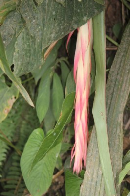 10. Unbekannte Bromeliacea von Ecuador, IMG_3743.JPG