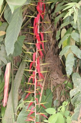 10. Unbekannte Bromeliacea von Ecuador, IMG_3742.JPG