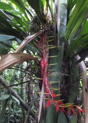 10. Unbekannte Bromeliacea von Ecuador, DSCF1836.JPG