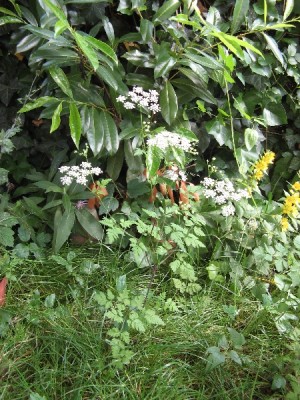 viele kleine Blüten bilden große Blüte 2.jpg