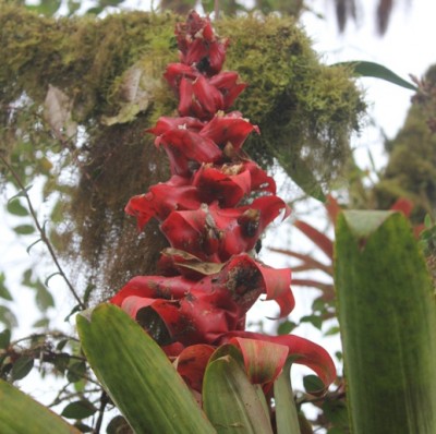 11. Unbekannte Bromeliacea von Ecuador, IMG_1900.JPG