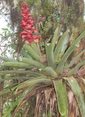 11. Unbekannte Bromeliacea von Ecuador, IMG_1899 - copia.JPG