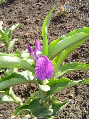 Ingwerorchidee 1.jpg