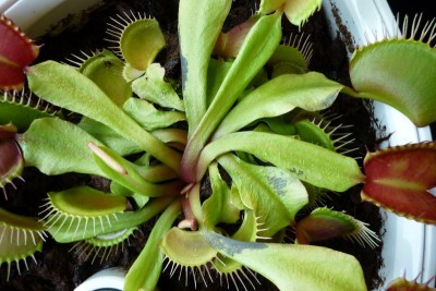 dionaea.muscipula.jpg