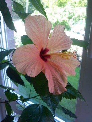 Hibiskus.JPG