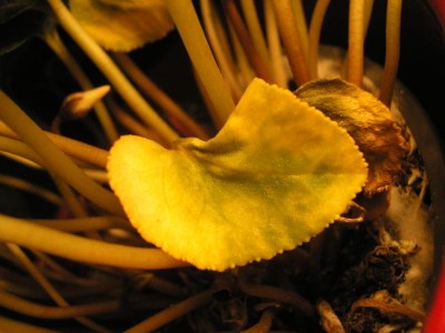 gelbes leaf.jpg