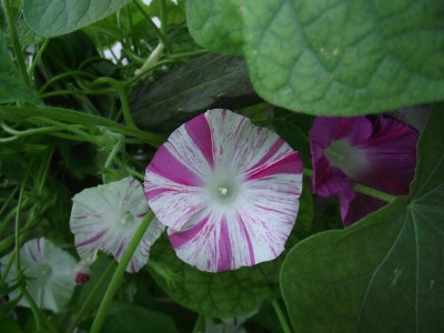 Ipomoea2.JPG