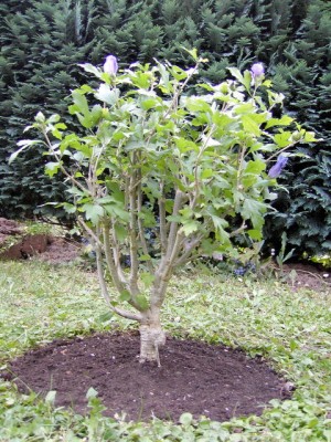 Hibiscus syriacus 'Blue Bird'.JPG