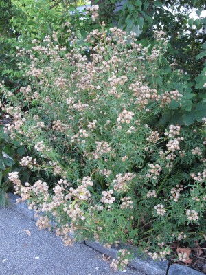 Malvaceae1.jpg