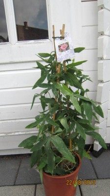 Passiflora anastasia.jpg