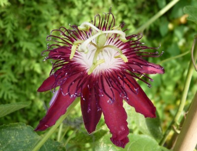 Passiflora Lady Margaret 1.jpg