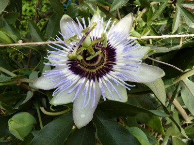 Passiflora Clear Sky.jpg