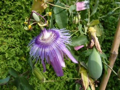 Passiflora Purple Passion1.jpg