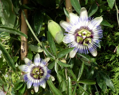 Passiflora caerulea.jpg