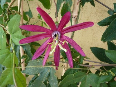 Passiflora Fantasma.jpg