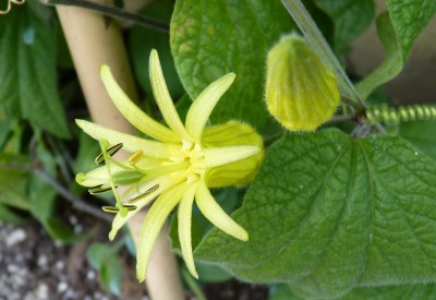 Passiflora citrina 2.jpg