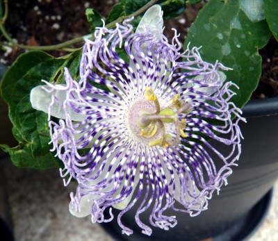 Passiflora Guglielmo Betto.jpg