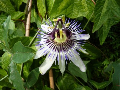 Passiflora Star of Clevedon.jpg