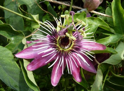 Passiflora x violacea 1.jpg