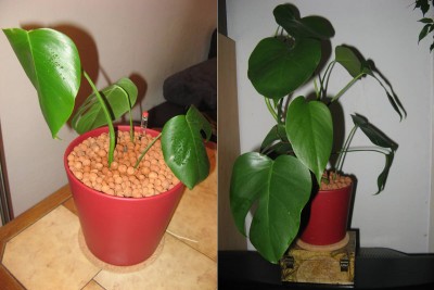 Monstera deliciosa_2_Nov11_Aug12.jpg