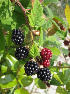 Brombeeren_6448.jpg