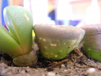 lithops pilz.JPG