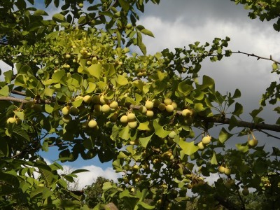 Ginkgofrüchte.JPG