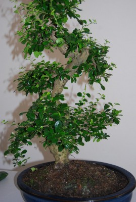 Mein Bonsai 002(k).JPG