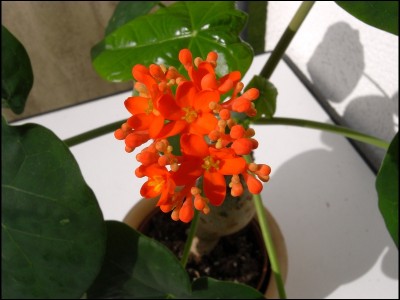 Jatropha_Blüte.jpg