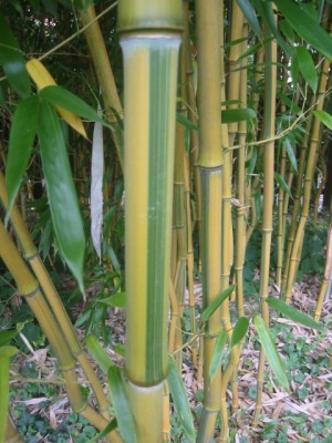 Bambus5.JPG