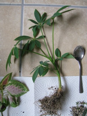 Schefflera arboricola Sämling.jpg