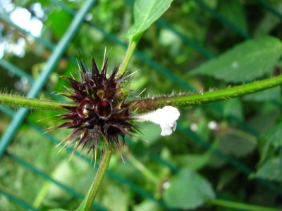 Stachelpflanze Blüte.jpg