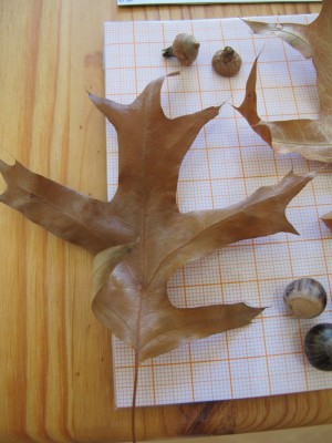 Quercus2.jpg