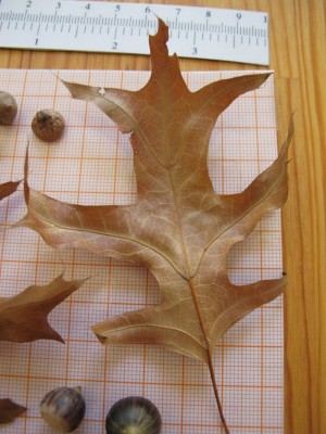 Quercus1.jpg