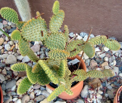 Opuntia pallida.JPG