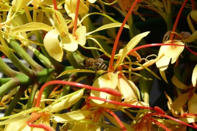 052-Blume mit Honigbiene (Apis mellifica) im Kurpark von Bad Mergentheim.JPG