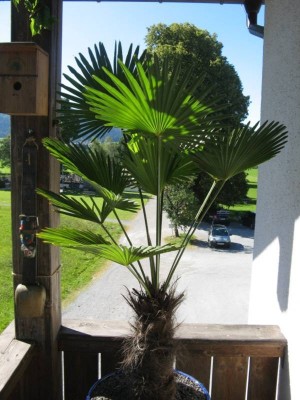 Trachycarpus wagnerianus.jpg