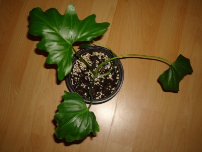 Philodendron selloum.jpg