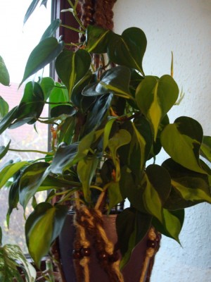 Philodendron scandens brazil.jpg