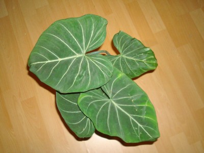 Philodendron gloriosum.jpg