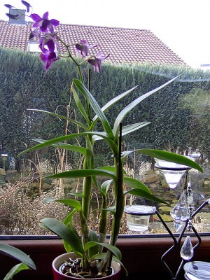 Orchidee Dendrobium compactum-violett.JPG