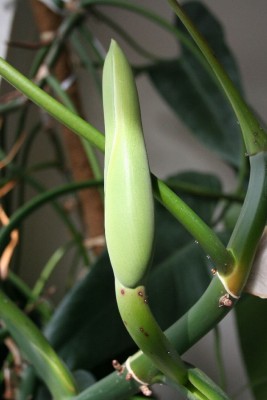 Philodendron Blüte c.jpg