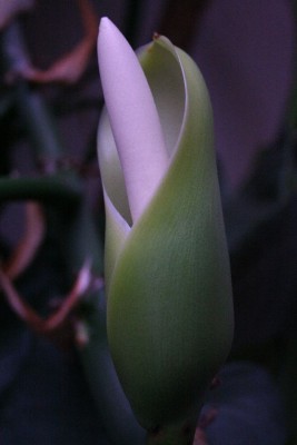Philodendron Blüte b.jpg